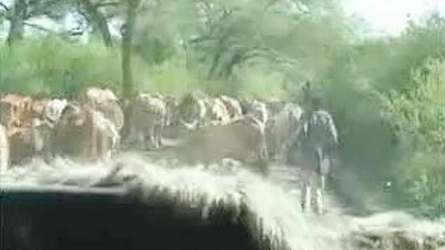 Lush Japanese Beauty Tempts Her Lover in Wild Nature Sex