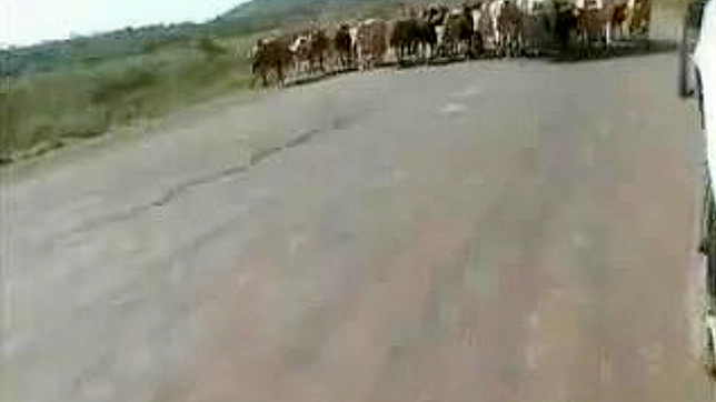 Lush Japanese Beauty Tempts Her Lover in Wild Nature Sex