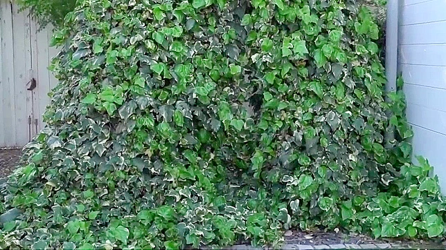 Matsuri4's Sultry Blowjob & Rough Anal Adventures Unleashed