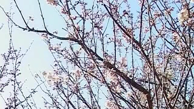 Ringo Akai's Steamy JAV Scenes with Mirai & Saya