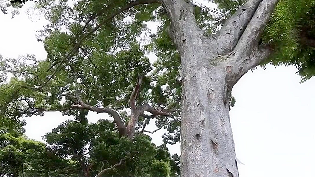 Heartfelt Jav Cutes Enjoy Tender Lesbo Action Passionately