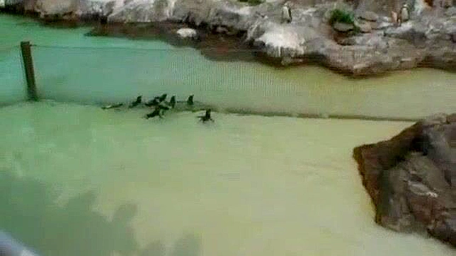 Exotic Japanese Beauty in a Hot & Steamy JAV Adventure